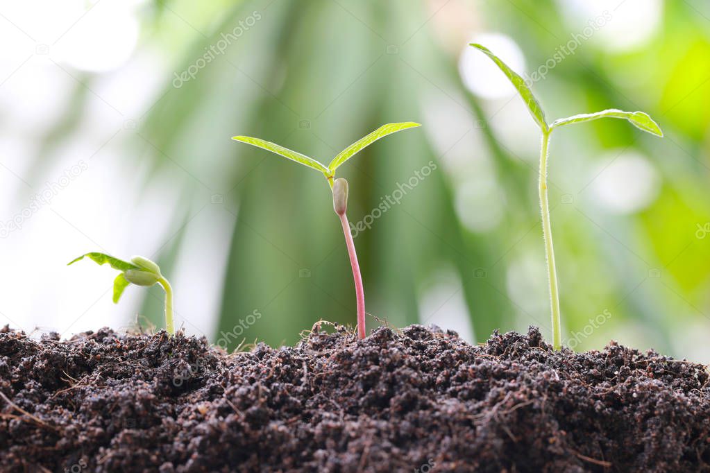 Green bean sprouts on soil in the vegetable garden and have natu