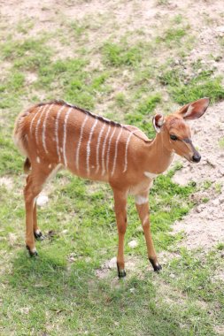 Nyala hayvan içinde safari.