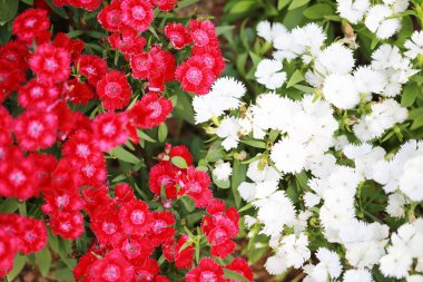 Kırmızı ve beyaz Karanfil chinensis çiçek.