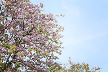 Lagerstroemia çiçek çiçek veya bahçede Tabak çiçek.