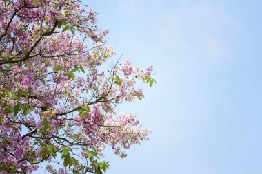 Lagerstroemia çiçek çiçek veya bahçede Tabak çiçek.