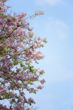 Lagerstroemia çiçek çiçek veya bahçede Tabak çiçek.