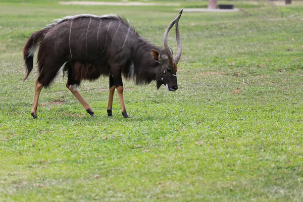 サファリで動物、草原のアフリカ鹿ニアラ. — ストック写真