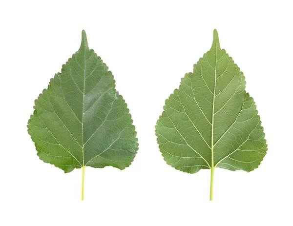 Feuilles vertes de mûrier ou feuilles tropicales en Thaïlande . — Photo