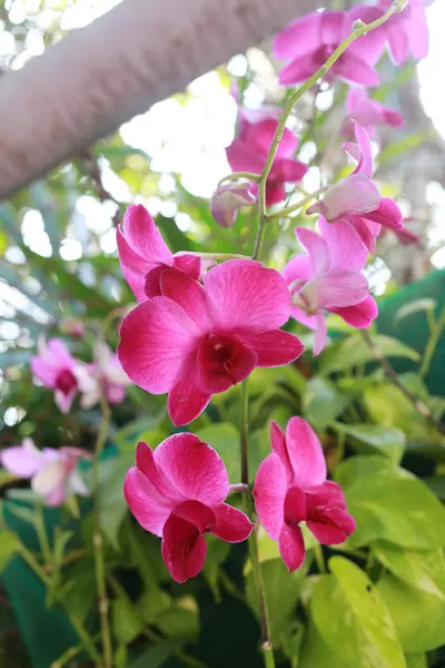 Las orquídeas rosadas están floreciendo . —  Fotos de Stock