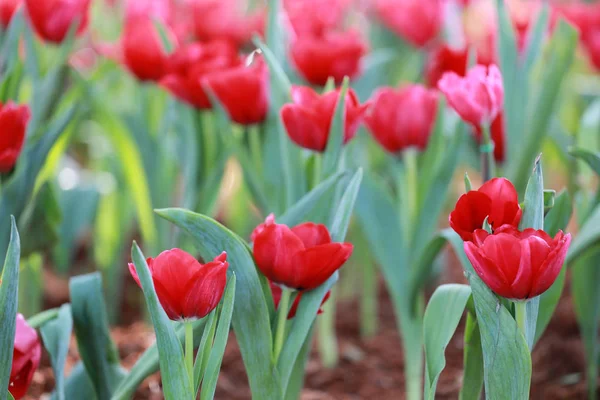Bright red tulips blossoming. — Stock Photo, Image