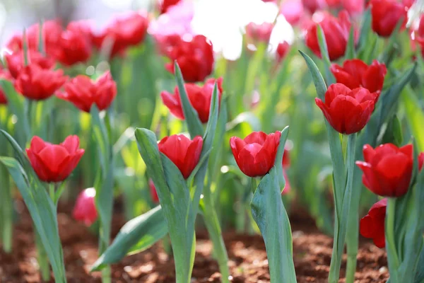 Jasně červené tulipány, kvetoucí. — Stock fotografie