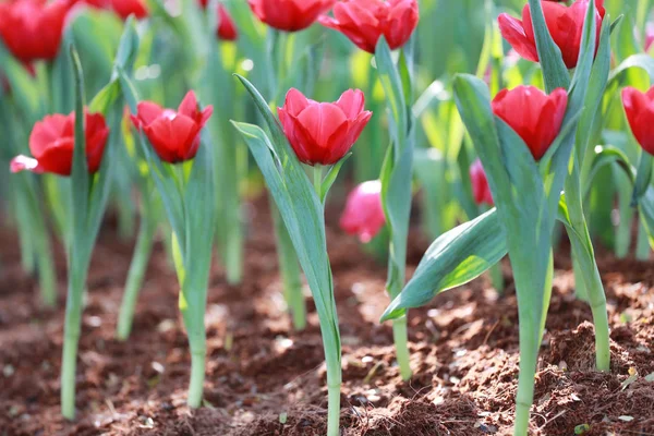 Jasně červené tulipány, kvetoucí. — Stock fotografie