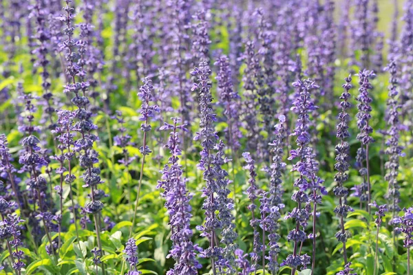 Fresh Lavender flower in the garden. — Stock Photo, Image