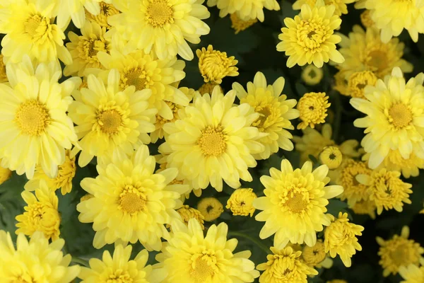 Frische gelbe Chrysanthemenblüte im Garten. — Stockfoto