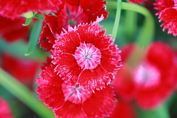 Flor vermelha Dianthus chinensis . — Fotografia de Stock
