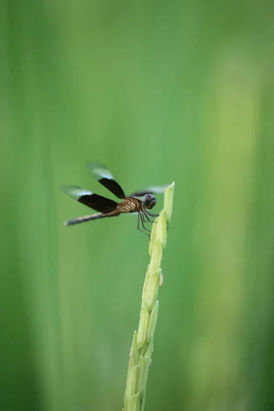 Dragonfly pe o frunză de orez . — Fotografie, imagine de stoc
