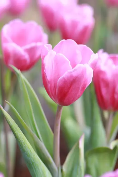 Luminosi tulipani rosa in fiore . — Foto Stock