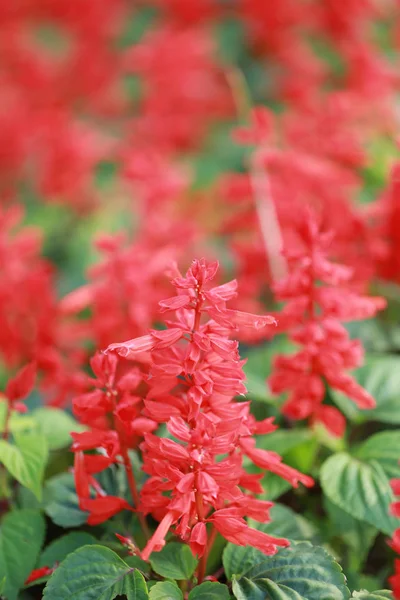 Blume der roten Salvia blüht. — Stockfoto