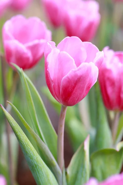 Luminosi tulipani rosa in fiore . — Foto Stock