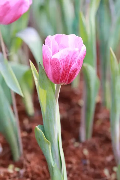Luminosi tulipani rosa in fiore . — Foto Stock