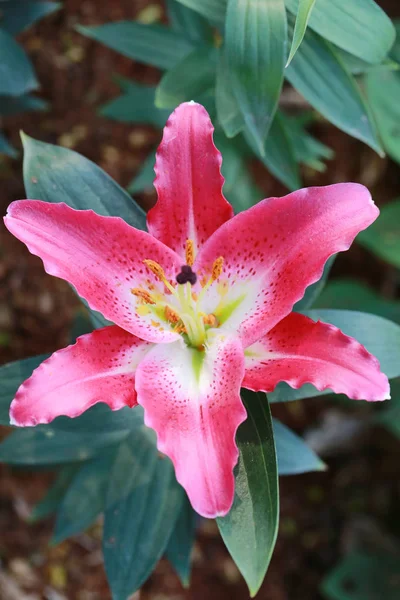 Pink lily flower are blooming. — Stock Photo, Image
