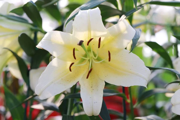 White mix yellow of lily flower are blooming. — Stock Photo, Image