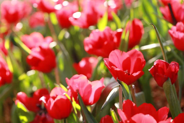 Jasně červené tulipány, kvetoucí. — Stock fotografie