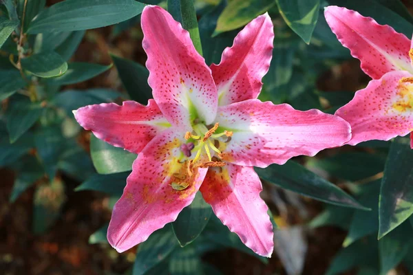 ピンクのユリの花が咲いています. — ストック写真