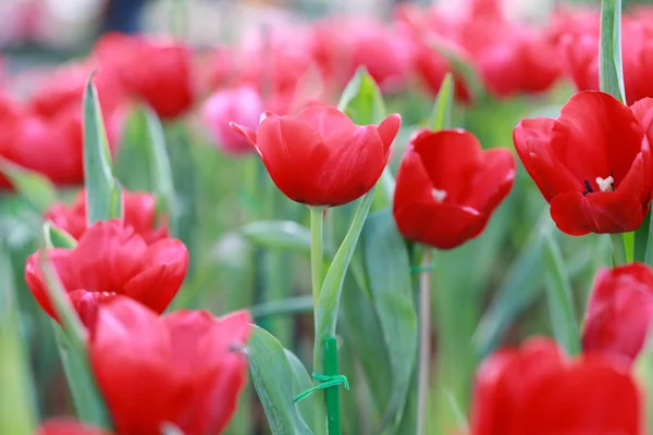 Bright red tulips blossoming. — Stock Photo, Image