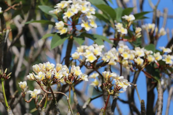 Plumeria flower bloom in the garden. — Stock Photo, Image