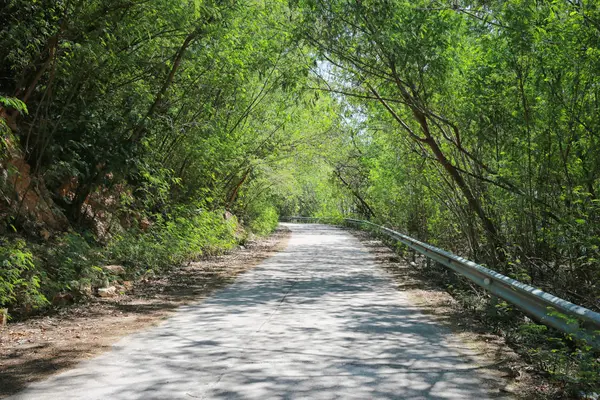 Estrada velha na floresta verde o e tem túnel de árvore . — Fotografia de Stock