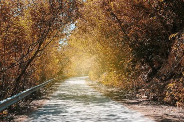 Viejo camino en el bosque de Orange Cerca de la primavera y tienen túnel del árbol . — Foto de Stock