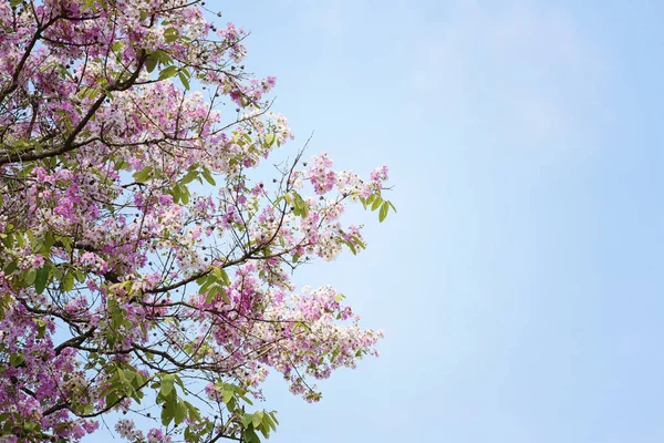 Lagerstroemia çiçek çiçek veya bahçede Tabak çiçek.