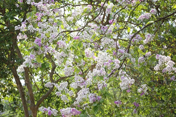 Lagerstroemia kukka kukinta tai Tabak kukkia puutarhassa . — kuvapankkivalokuva