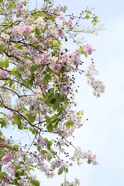 Цветение лагерстроемии или цветы табака в саду . — стоковое фото