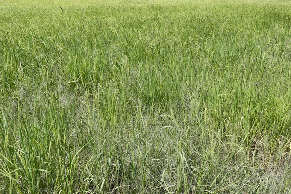 Arroz verde na área agrícola . — Fotografia de Stock