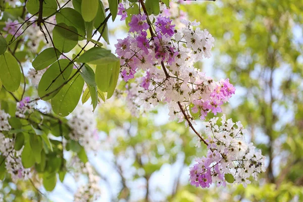 Цветение лагерстроемии или цветы табака в саду . — стоковое фото