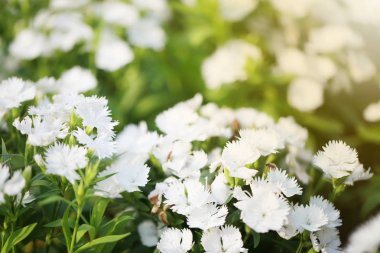 Beyaz dianthus chinensis çiçek.