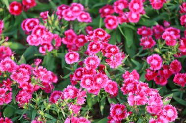 pembe dianthus chinensis çiçek.