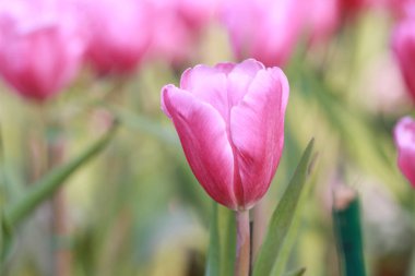 Parlak Pembe Lale çiçek açması.