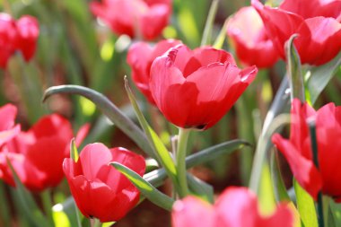 Parlak kırmızı lale çiçek açması.