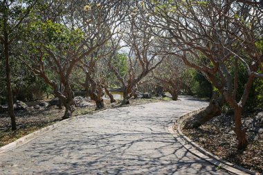 Çiçek bahçesinde geçit.