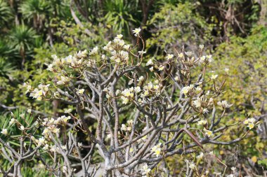 Plumeria çiçek çiçek Bahçe.