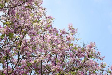 Lagerstroemia çiçek çiçek veya bahçede Tabak çiçek.