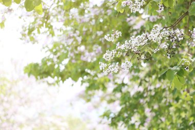 Lagerstroemia çiçek çiçek veya bahçede Tabak çiçek.