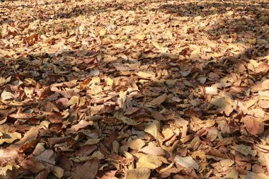 geçit kahverengi yaprak kuru ile ormanda yere kaplı.