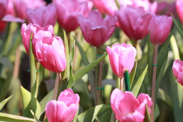 Brillantes tulipanes rosados floreciendo . — Foto de Stock