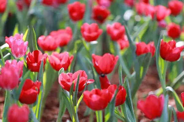 Tulipani rossi brillanti che sbocciano . — Foto Stock