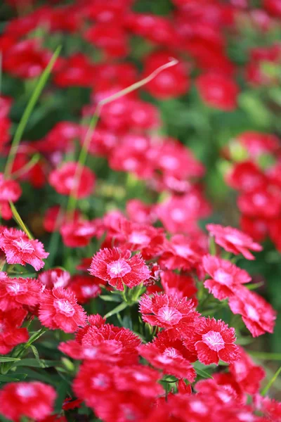 Röd Dianthus chinensis blomma. — Stockfoto