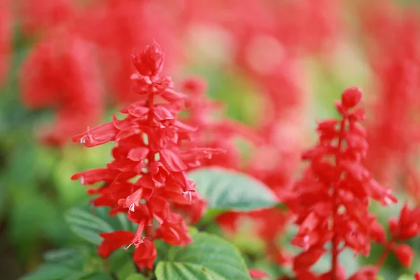 Blume der roten Salvia blüht. — Stockfoto