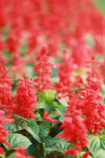 Red salvia flower are blooming. — Stock Photo, Image