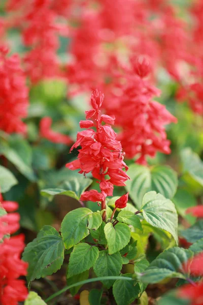 Red salvia flower are blooming. — Stock Photo, Image