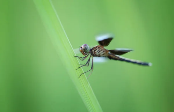 Dragonfly on a leaf of rice. — Stock Photo, Image