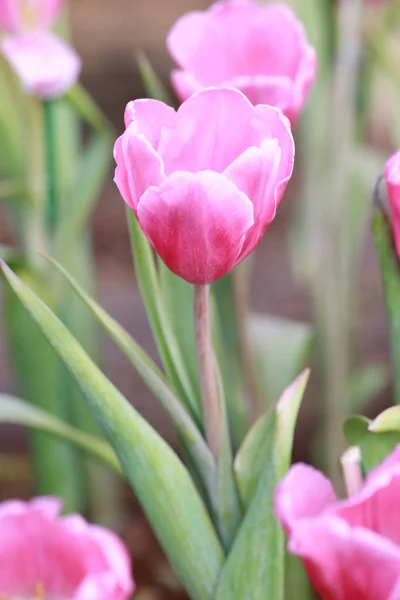 Tulipes roses éclatantes en fleurs . — Photo